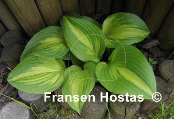 Hosta Joyce Trott